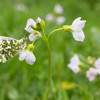 Orange Tip 2 